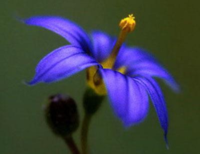 Photo of Stiff Blue-Eyed Grass (Sisyrinchium demissum) uploaded by SongofJoy