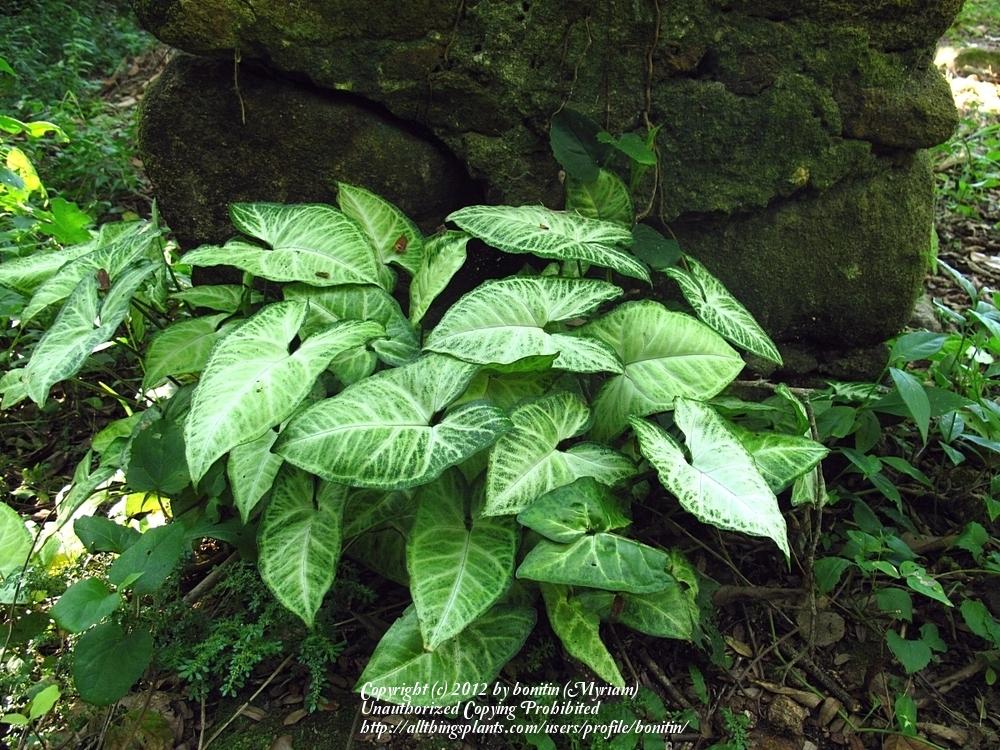 Photo of Arrowhead Plant (Syngonium podophyllum) uploaded by bonitin