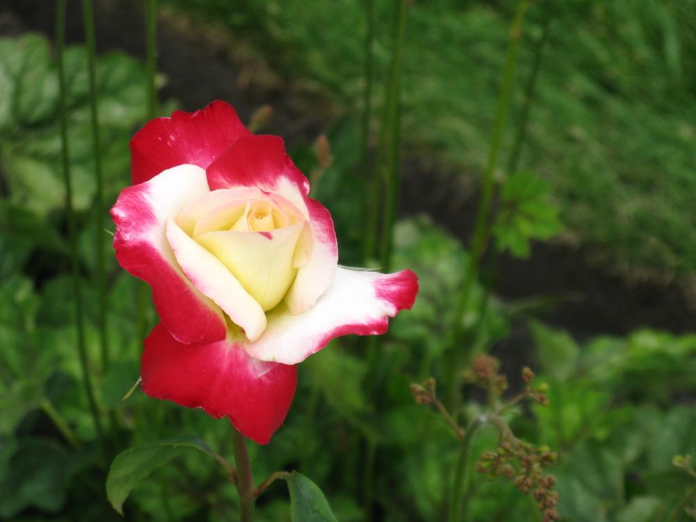 Photo of Hybrid Tea Rose (Rosa 'Double Delight') uploaded by foxglove