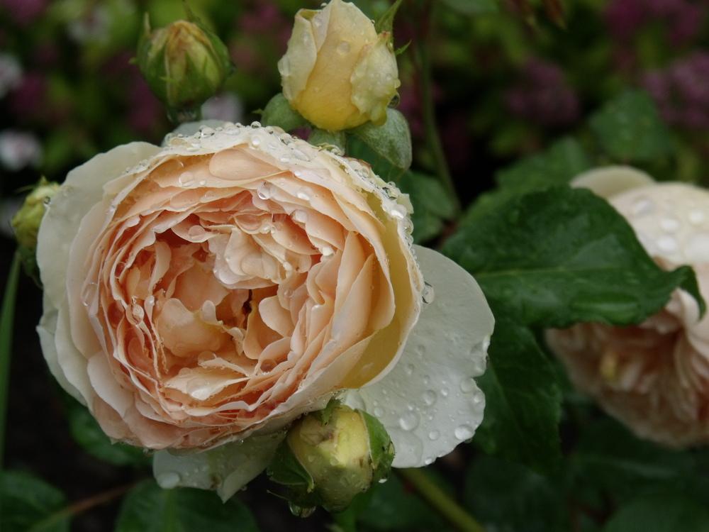 Photo of Rose (Rosa 'Jude the Obscure') uploaded by foxglove