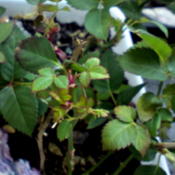 My miniature roses