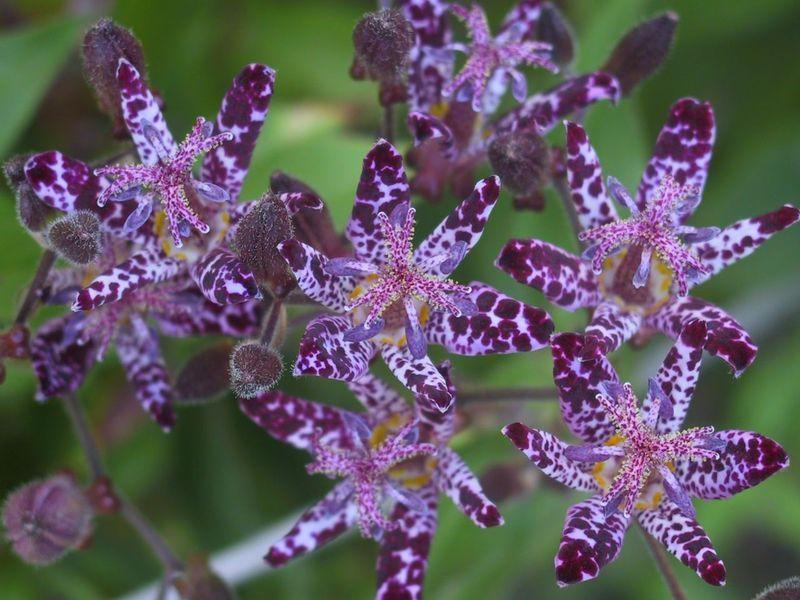 Photo of Japanese Toad Lily (Tricyrtis hirta) uploaded by SongofJoy