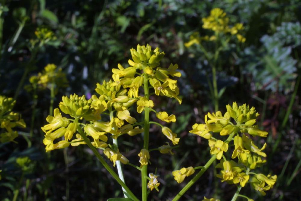 Photo of Common Wintercress (Barbarea vulgaris) uploaded by SongofJoy
