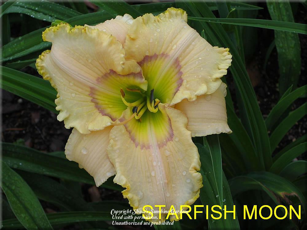 Photo of Daylily (Hemerocallis 'Starfish Moon') uploaded by vic
