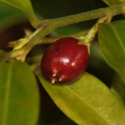 Location: My garden near Lincoln UK
Date: 2011-12-27
Fruits so far have been sparse, they ripen around the same time a