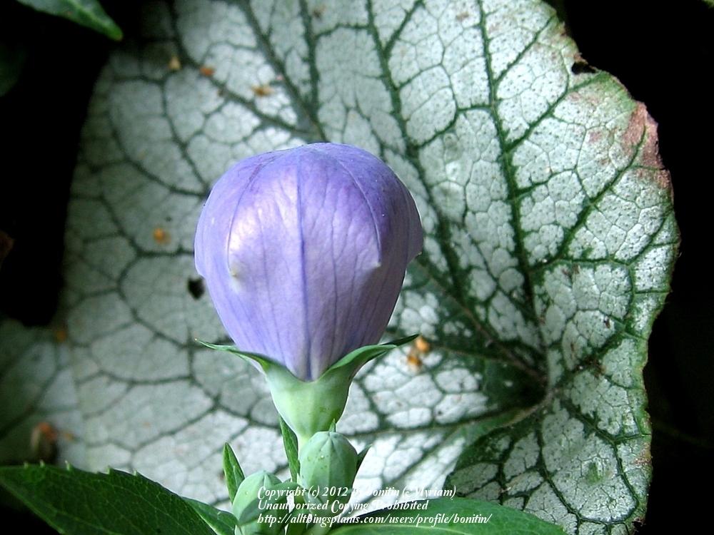 Photo of Balloon Flower (Platycodon grandiflorus 'Mariesii') uploaded by bonitin