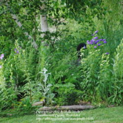 Location: My Northeastern Indiana Gardens - Zone 5b
Date: 2012-05-28