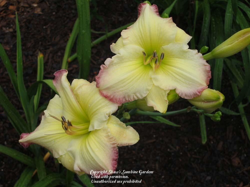 Photo of Daylily (Hemerocallis 'Tipped in Rouge') uploaded by vic