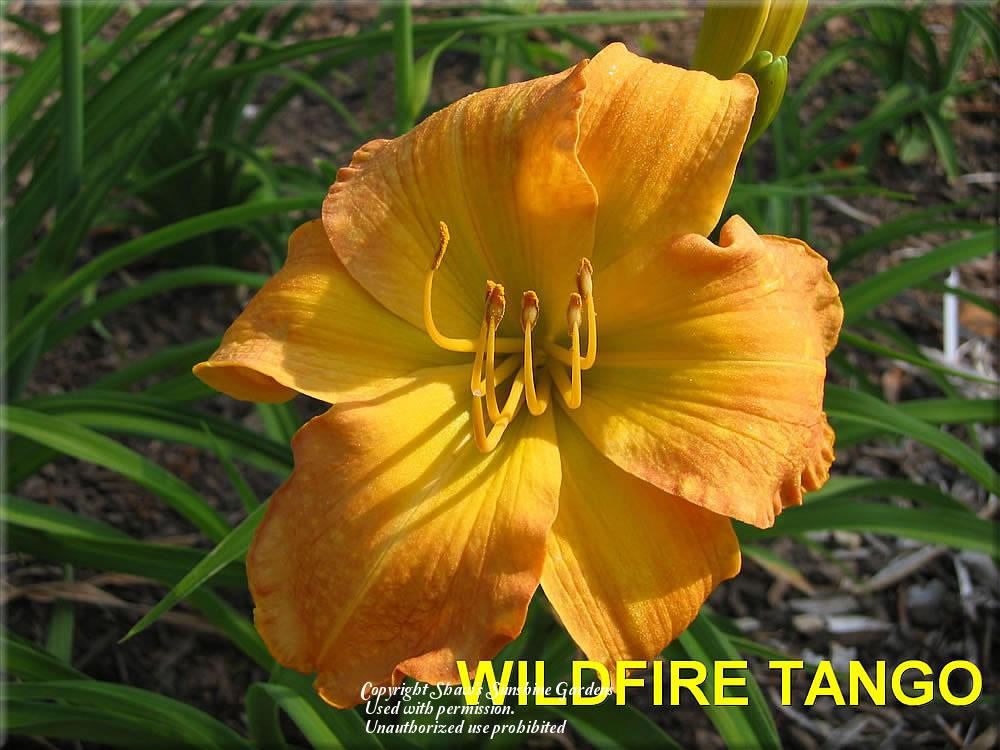 Photo of Daylily (Hemerocallis 'Wildfire Tango') uploaded by vic