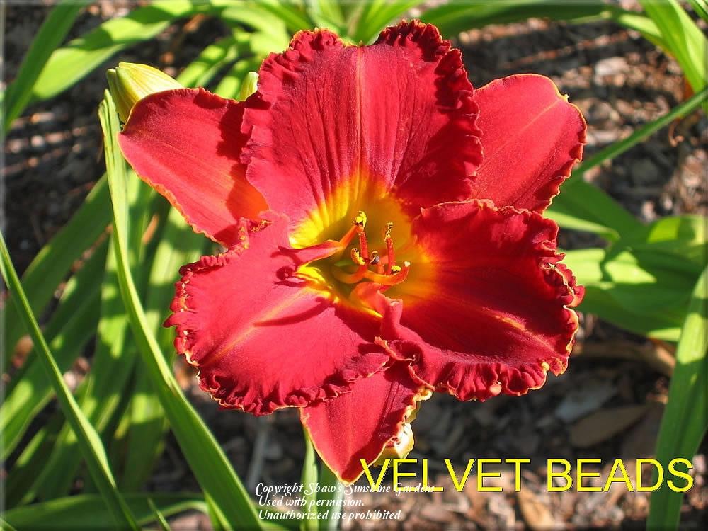 Photo of Daylily (Hemerocallis 'Velvet Beads') uploaded by vic
