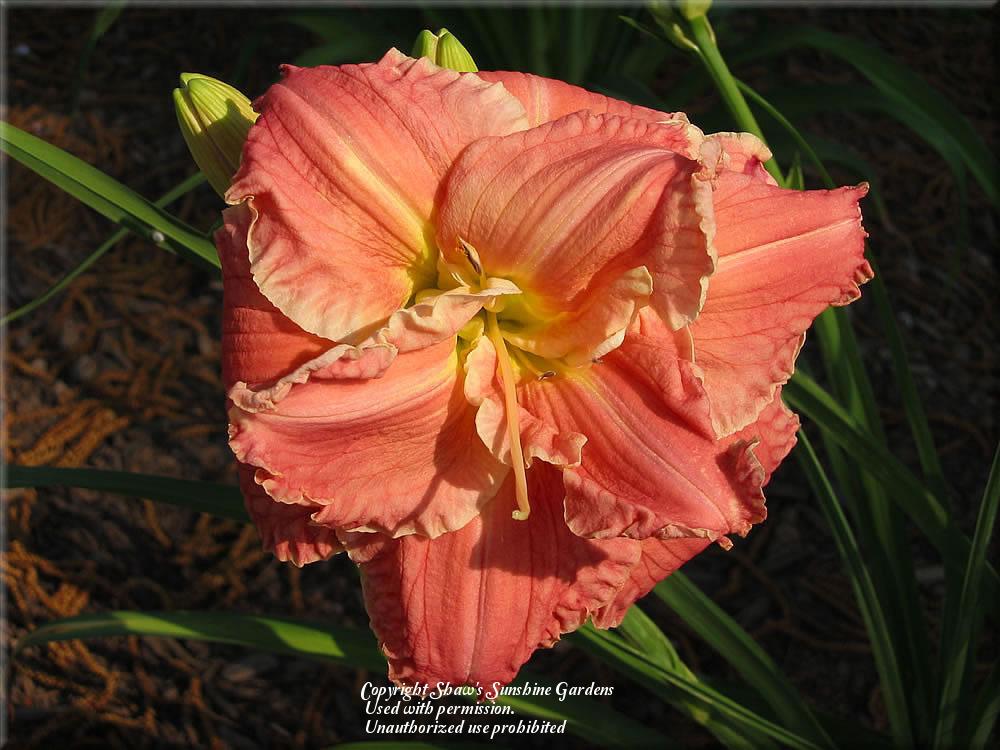 Photo of Daylily (Hemerocallis 'Totally Awesome') uploaded by vic