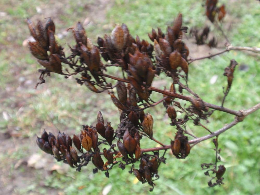 Photo of Common Lilac (Syringa vulgaris) uploaded by Bonehead