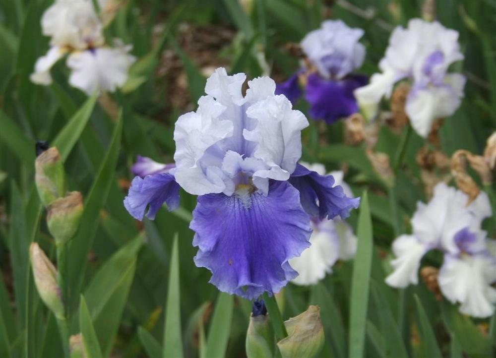 Photo of Tall Bearded Iris (Iris 'Sierra Grande') uploaded by KentPfeiffer