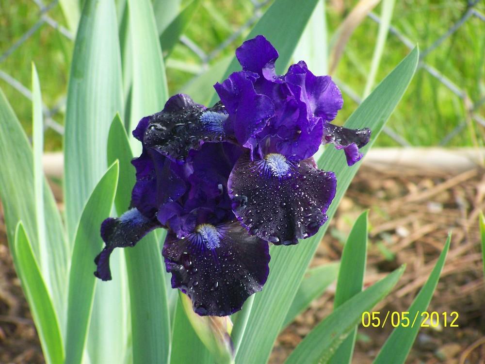 Photo of Intermediate Bearded Iris (Iris 'Star in the Night') uploaded by Misawa77