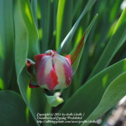Location: My Northeastern Indiana Gardens - Zone 5b
Date: 2012-04-03