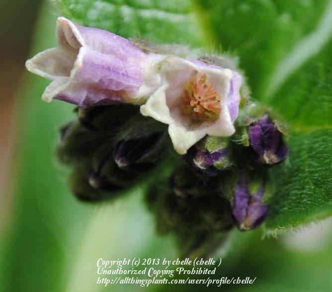 Photo of Comfrey (Symphytum officinale) uploaded by chelle