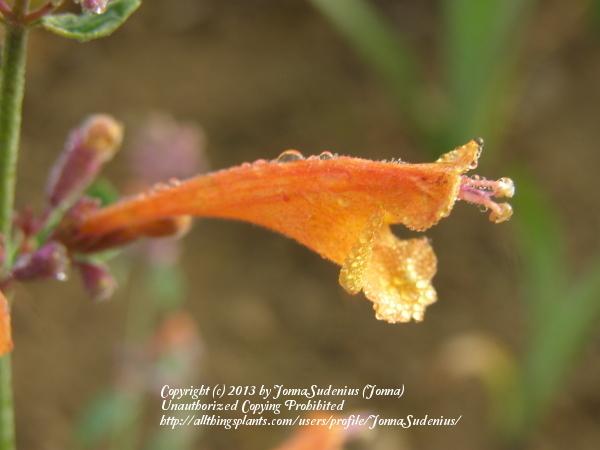 Photo of Orange Hummingbird Mint (Agastache aurantiaca) uploaded by JonnaSudenius