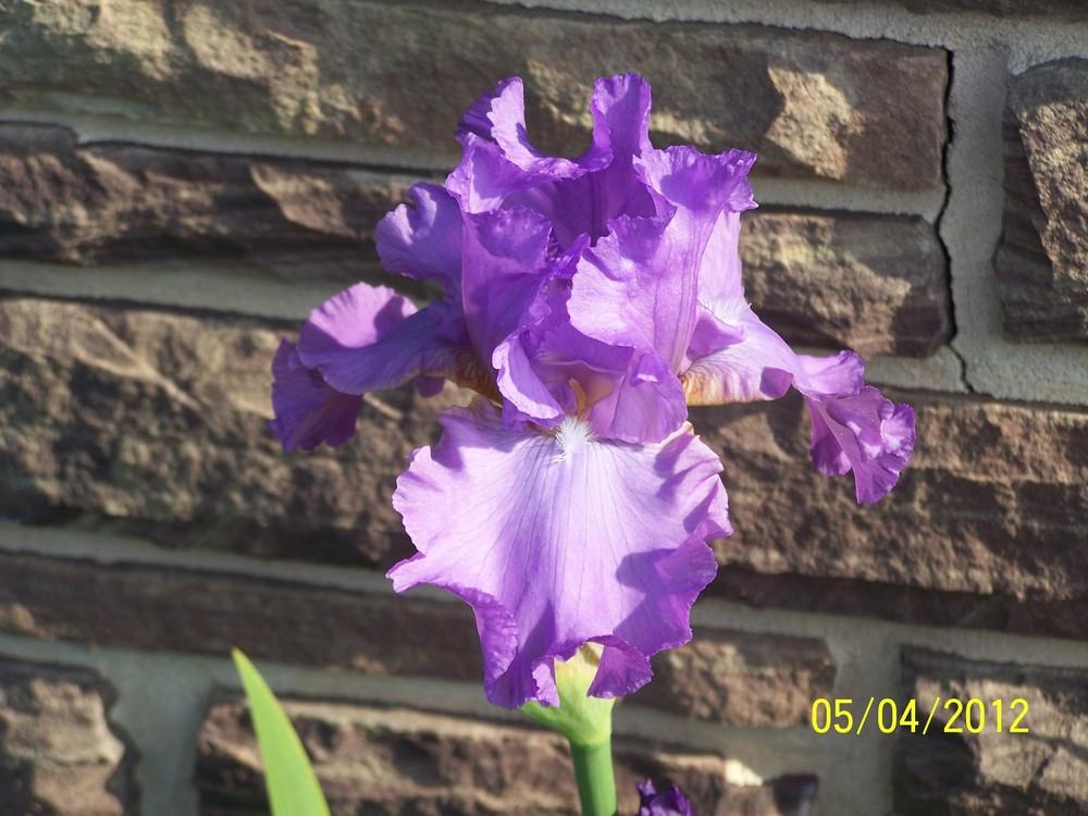 Photo of Tall Bearded Iris (Iris 'Mary Frances') uploaded by Misawa77