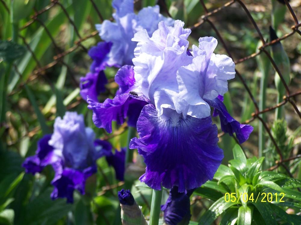 Photo of Tall Bearded Iris (Iris 'Cross Current') uploaded by Misawa77