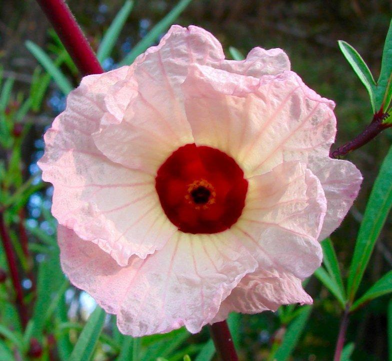 Photo of Roselle (Hibiscus sabdariffa) uploaded by Xeramtheum