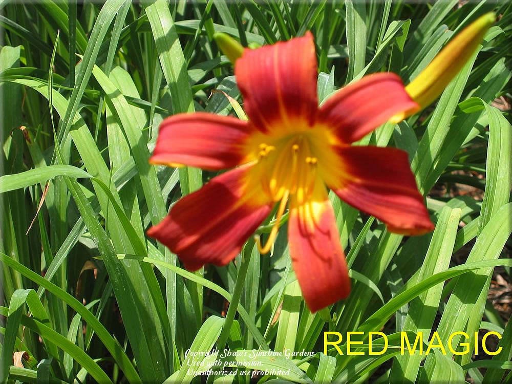 Photo of Daylily (Hemerocallis 'Red Magic') uploaded by vic