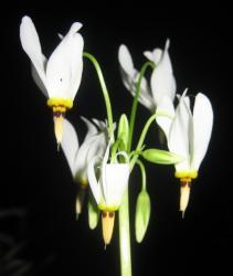 Thumb of 2013-01-05/Dodecatheon3/9770d3