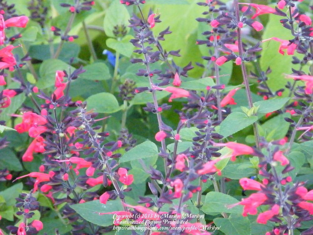 Photo of Texas Sage (Salvia coccinea 'Forest Fire') uploaded by Marilyn