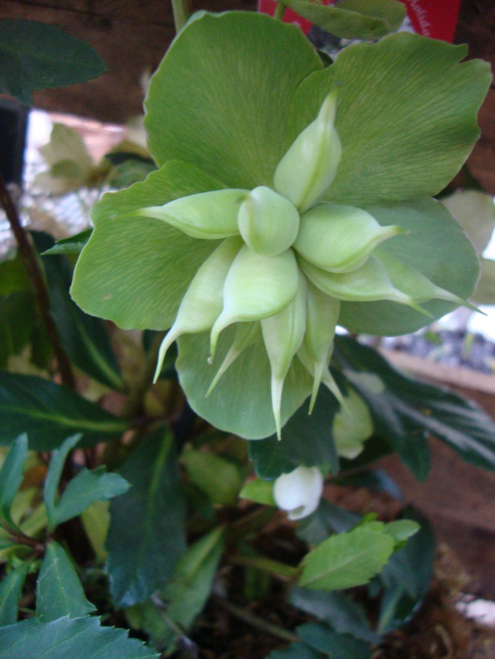 Photo of Lenten Rose (Helleborus x hybridus) uploaded by Paul2032
