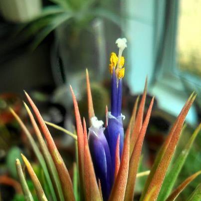 Photo of Air Plant (Tillandsia ionantha) uploaded by mw236