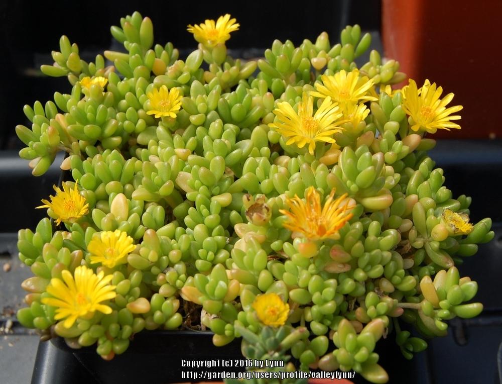Photo of Yellow Ice Plant (Delosperma nubigenum 'Nanum') uploaded by valleylynn
