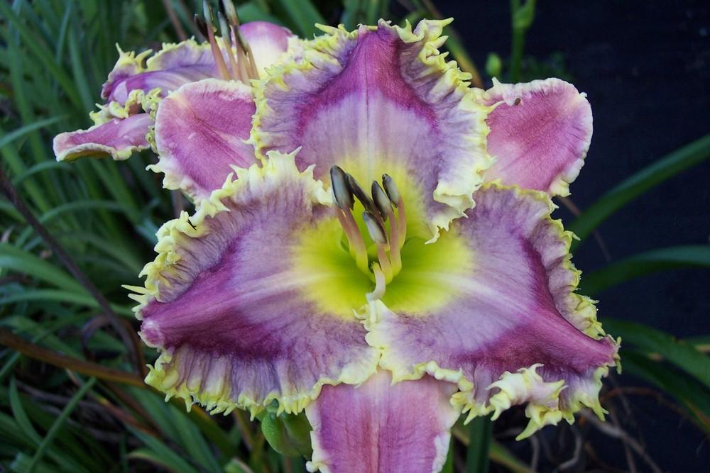 Photo of Daylily (Hemerocallis 'Art Gallery Sweet Tooth') uploaded by vic