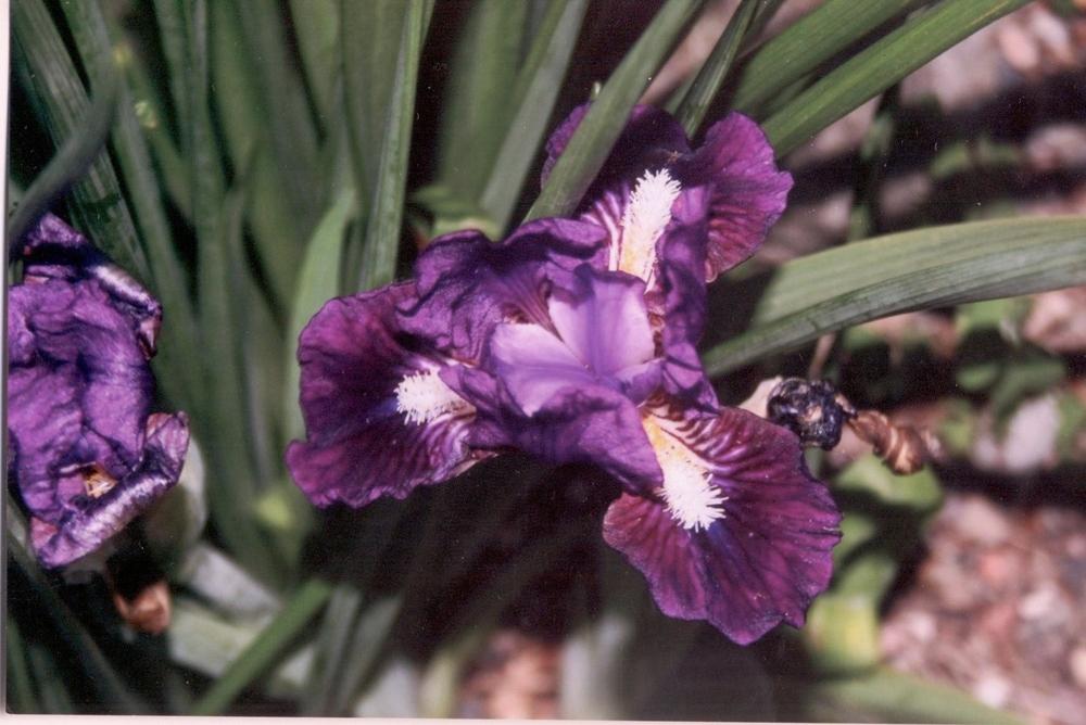 Photo of Miniature Dwarf Bearded Iris (Iris 'Wise') uploaded by 4susiesjoy