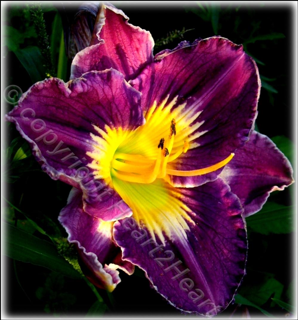 Photo of Daylily (Hemerocallis 'Triple Sunbeam Purpleblue') uploaded by Heart2Heart