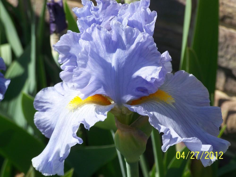Photo of Tall Bearded Iris (Iris 'Sky and Sun') uploaded by Misawa77