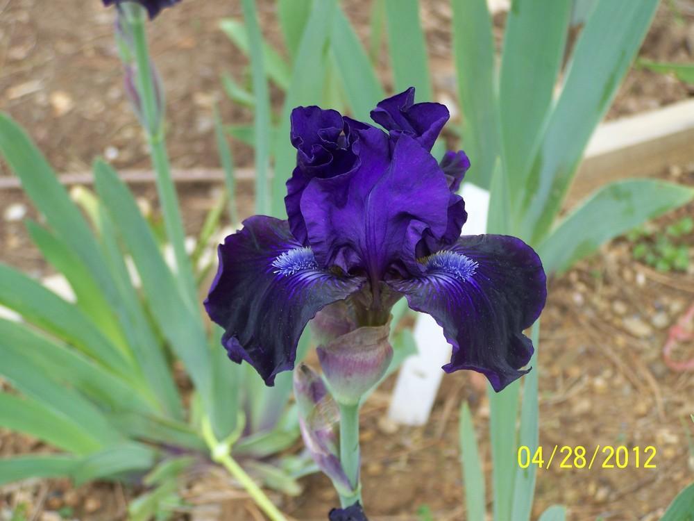 Photo of Intermediate Bearded Iris (Iris 'Star in the Night') uploaded by Misawa77