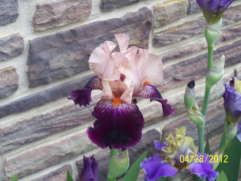 Photo of Tall Bearded Iris (Iris 'Wench') uploaded by Misawa77