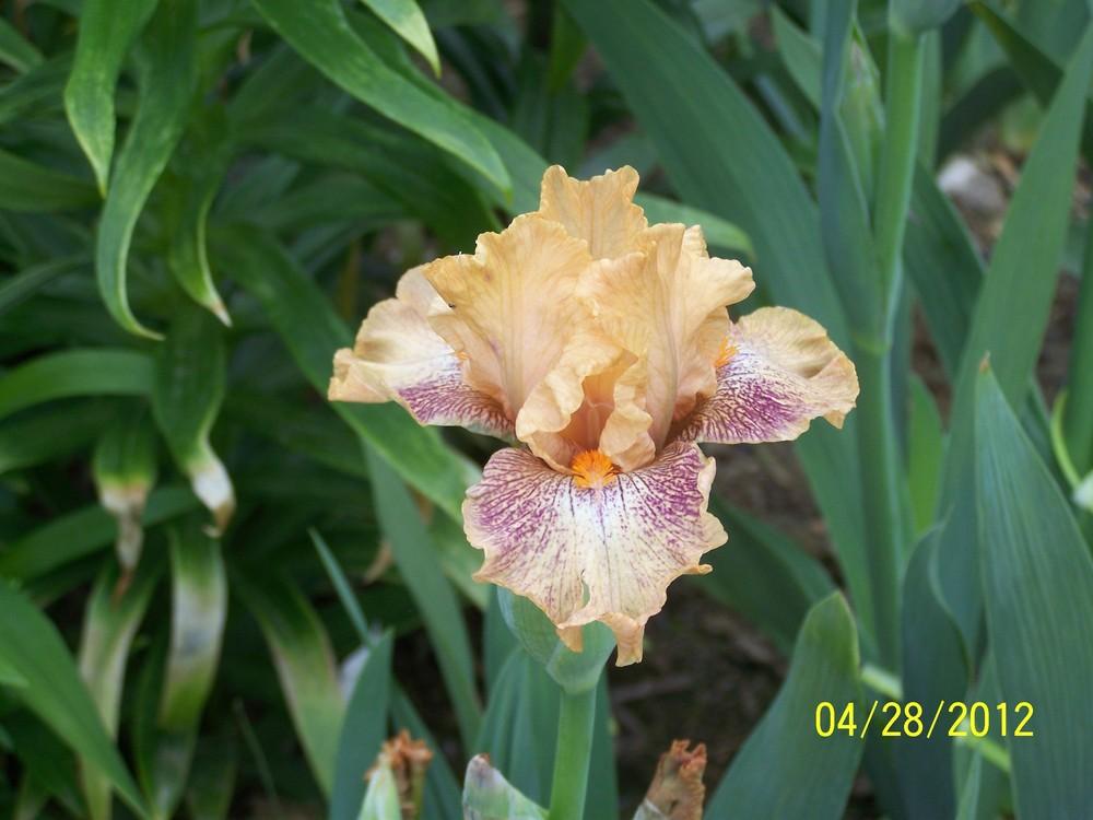 Photo of Intermediate Bearded Iris (Iris 'Persnickety') uploaded by Misawa77