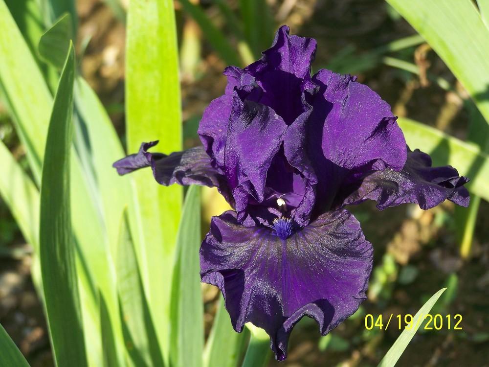 Photo of Intermediate Bearded Iris (Iris 'Midsummer Night's Dream') uploaded by Misawa77