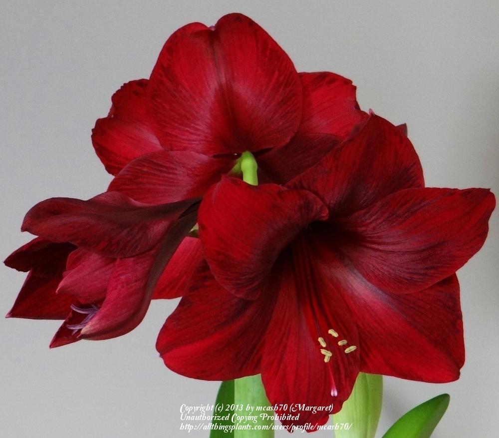 Photo of Amaryllis (Hippeastrum 'Red Pearl') uploaded by mcash70