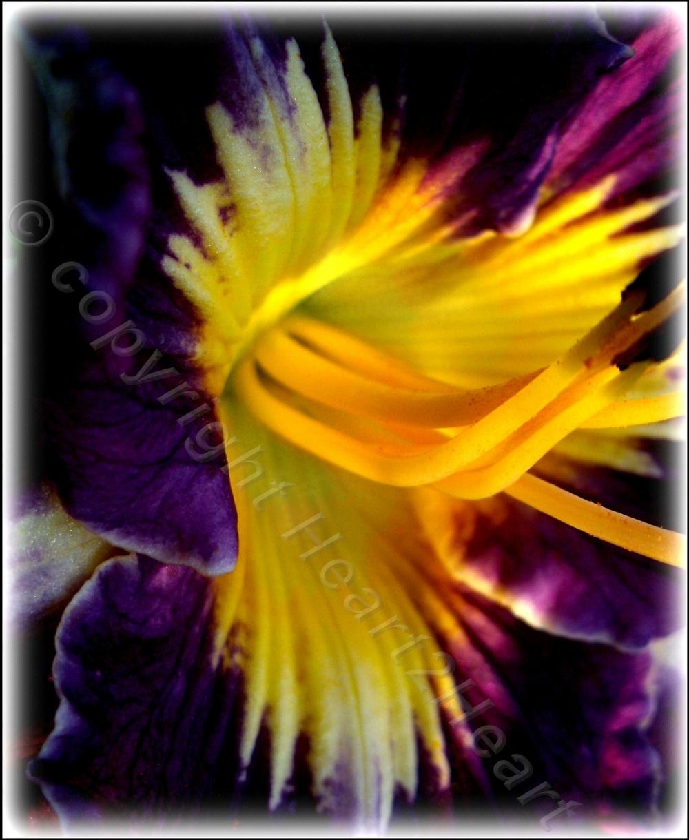 Photo of Daylily (Hemerocallis 'Triple Sunbeam Purpleblue') uploaded by Heart2Heart