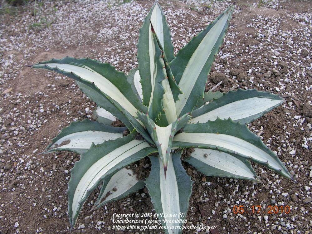 Photo of White-striped American Agave (Agave americana 'Mediopicta Alba') uploaded by TLeaves