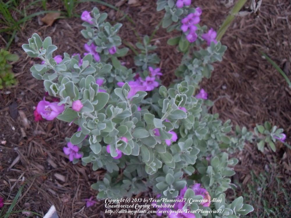 Photo of Texas Sage (Leucophyllum frutescens) uploaded by TexasPlumeria87