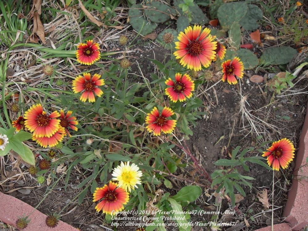 Photo of Blanket Flower (Gaillardia pulchella) uploaded by TexasPlumeria87