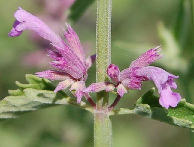 Photo of Anise Hyssop (Agastache pallidiflora subsp. neomexicana) uploaded by valleylynn