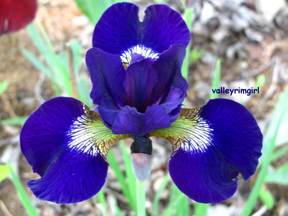 Photo of Siberian Iris (Iris 'Teal Velvet') uploaded by valleyrimgirl