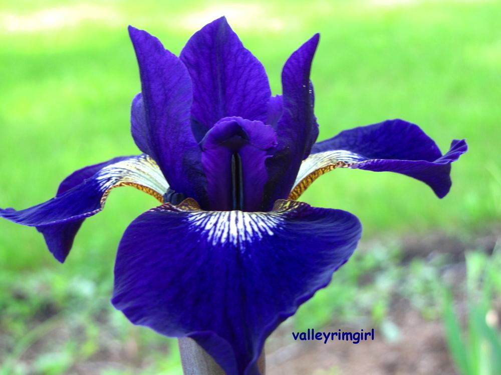 Photo of Siberian Iris (Iris 'Teal Velvet') uploaded by valleyrimgirl