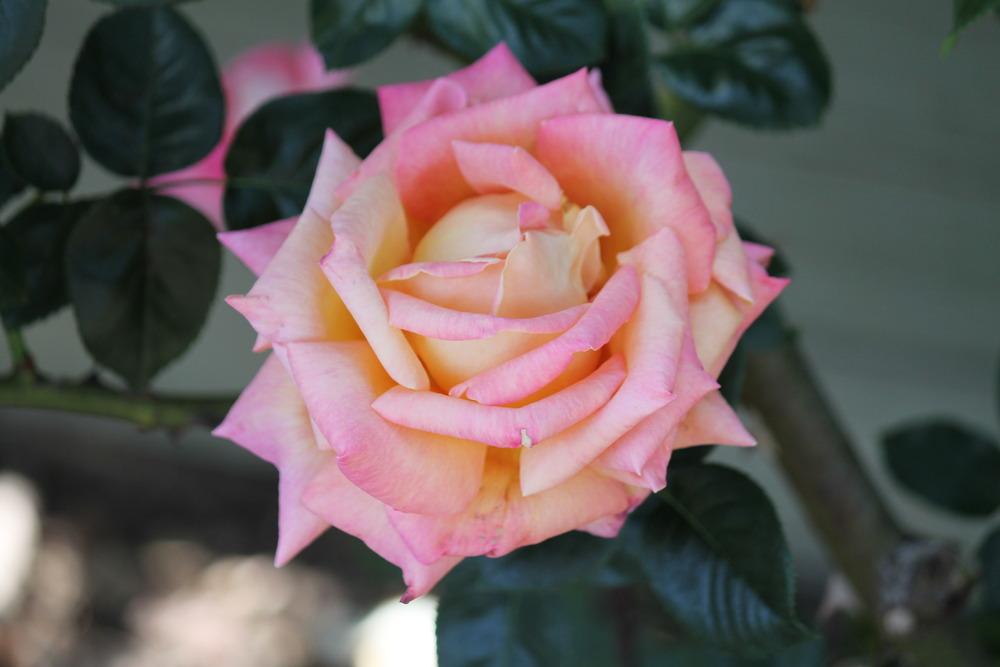 Photo of Rose (Rosa 'Chicago Peace') uploaded by ARUBA1334