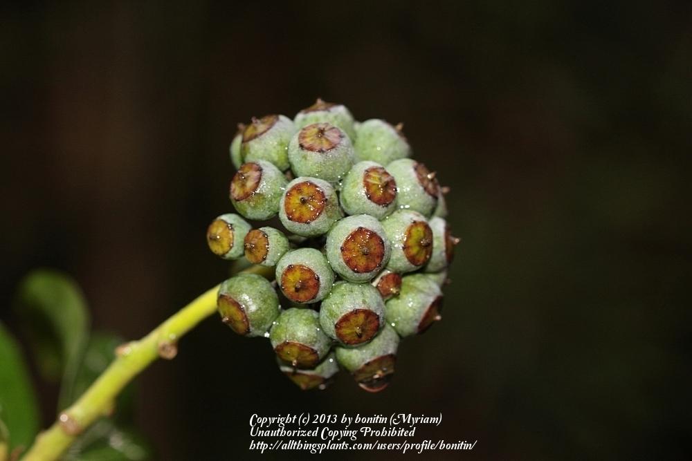 Photo of English Ivy (Hedera helix) uploaded by bonitin