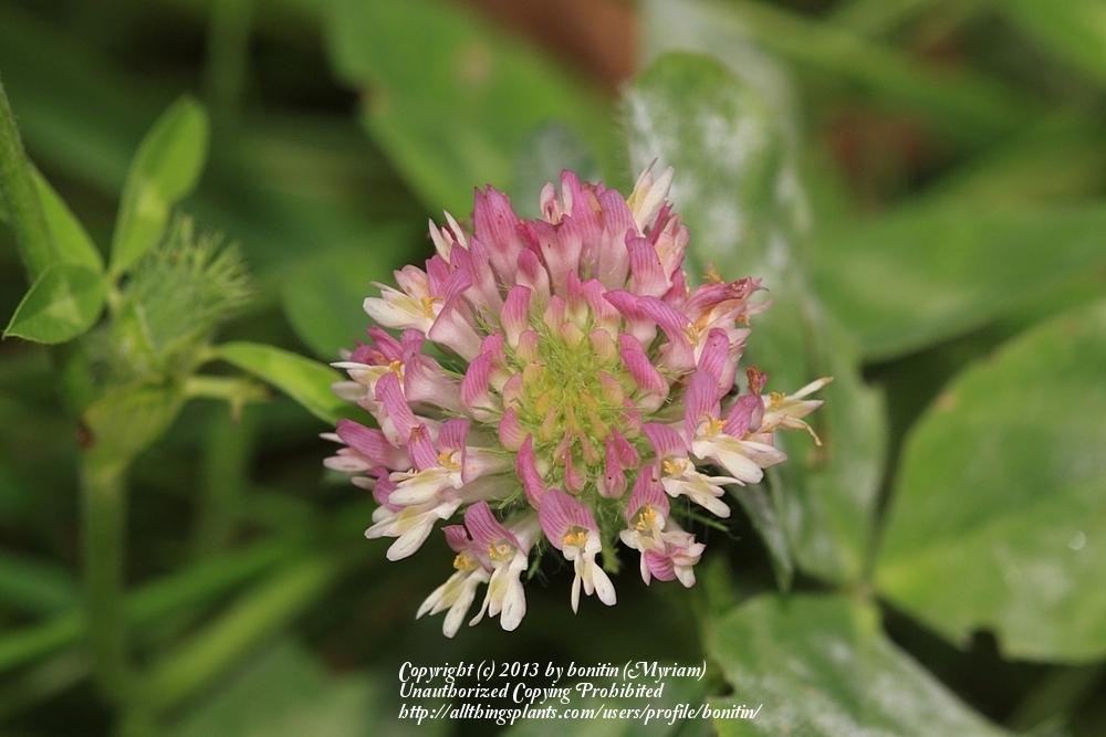 Photo of Alsike Clover (Trifolium hybridum) uploaded by bonitin