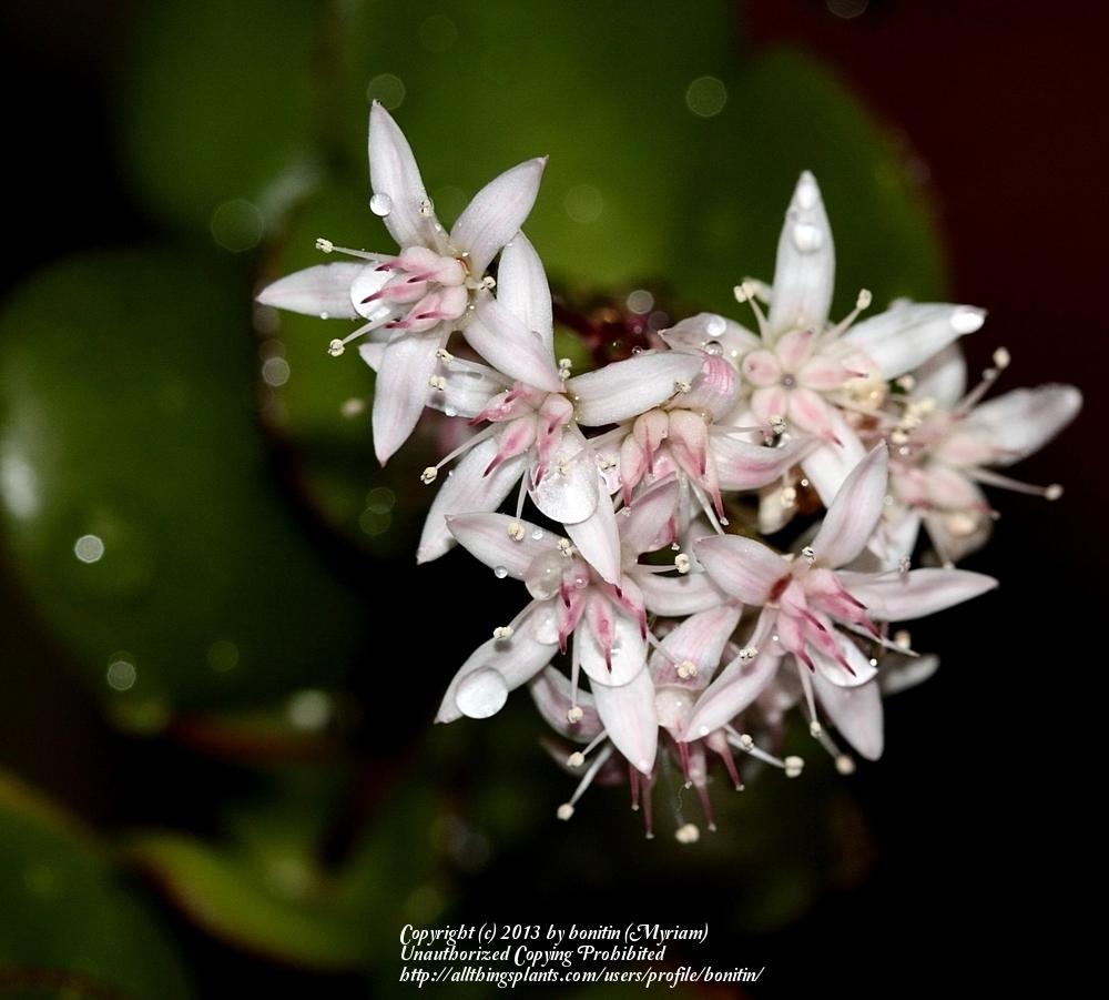 Photo of Jade Plant (Crassula ovata) uploaded by bonitin